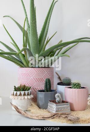 Gruppe von Sukkulenten Hauspflanzen Kaktus und Aloe Vera Stockfoto