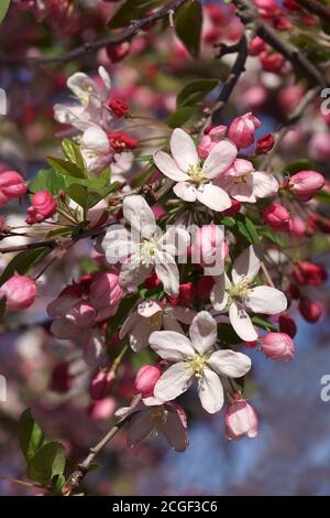 Japanische Blütenkrabbe (Malus floribunda). Genannt japanische Krabbe, Purple Chokeberry und auffällige Krabbe auch Stockfoto