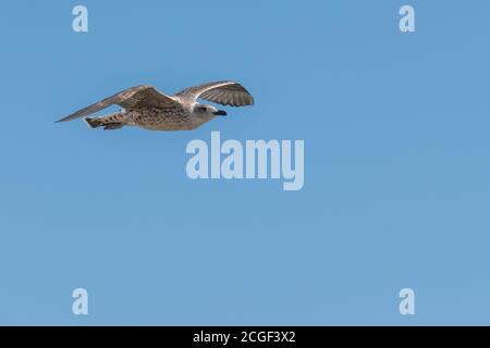 Junge Möwe fliegen isoliert am blauen Himmel im Sommer larus Argentatus Stockfoto