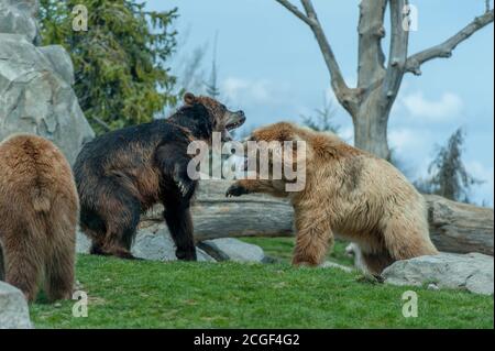 Braunbären in der russischen Grizzly Coast Ausstellung mit der Wildnis des russischen Fernen Ostens im Minnesota Zoo in Minnesota, USA. Stockfoto