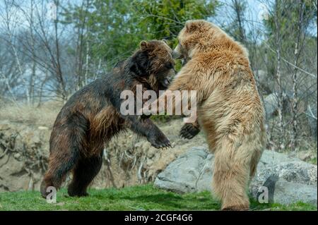 Braunbären in der russischen Grizzly Coast Ausstellung mit der Wildnis des russischen Fernen Ostens im Minnesota Zoo in Minnesota, USA. Stockfoto