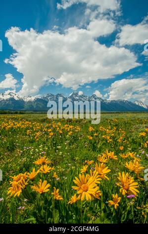 Landschaft mit den Grand Teton Bergen mit Arrowleaf Balsamroot (Balsamorhiza sagittata ) Und Geranienwildblumen im Vordergrund im Grand T Stockfoto