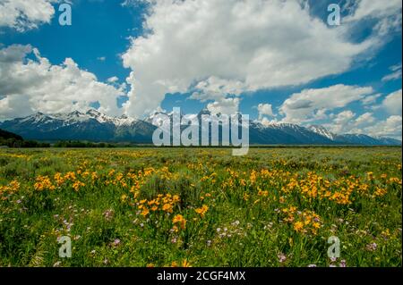 Landschaft mit den Grand Teton Bergen mit Arrowleaf Balsamroot (Balsamorhiza sagittata ) Und Geranienwildblumen im Vordergrund im Grand T Stockfoto