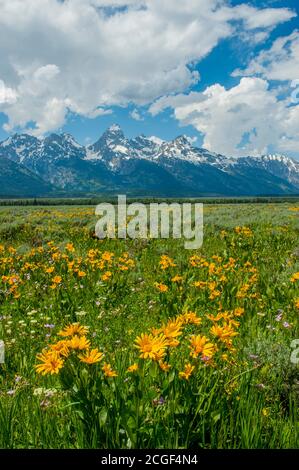 Landschaft mit den Grand Teton Bergen mit Arrowleaf Balsamroot (Balsamorhiza sagittata ) Und Geranienwildblumen im Vordergrund im Grand T Stockfoto