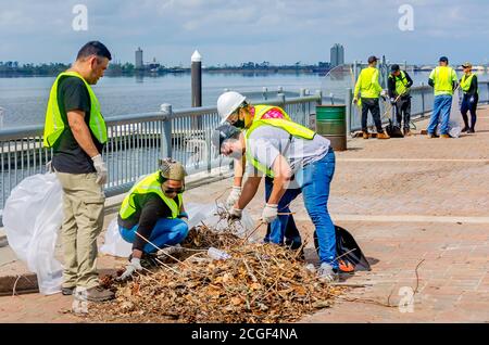 Arbeiter entfernen Hurrikan Trümmer von der Lakefront Promenade nach Hurrikan Laura, 9. September 2020, in Lake Charles, Louisiana. Stockfoto