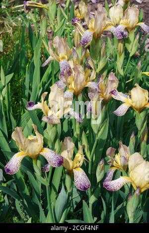 Variierte Süße Iris (Iris [Iris] variegata). Auch ungarische Iris genannt Stockfoto