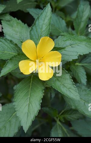 Westindische Stechpalme (Turnera ulmifolia). Genannt Ramgoat Dashalong, Salbei Rose, Sonnentropfen und Gelbe alser auch Stockfoto