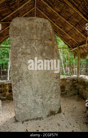 Eine Maya-Stele (Singular Stela) an der Grupo Macanxoc in Coba auf der Halbinsel Yucatan an der Karibik im Bundesstaat Quintana Roo, Mexiko. Stockfoto