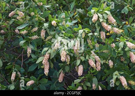 Küstenbusch (Clethra alnifolia). Coastal Sweet Pepperbush, Coastal Sweet Pepper, Alderleaf Pepperbush, Alderleaf Clethra, Clethra und S genannt Stockfoto