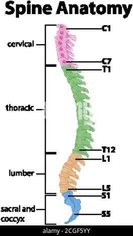 Anatomie der Wirbelsäule oder Wirbelsäulenkurven Infografik Stock Vektor