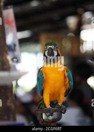 Bunte Papagei auf einem eisernen Stand auf verschwommenem Hintergrund stehend, Vogel Tier Geflügel Stockfoto