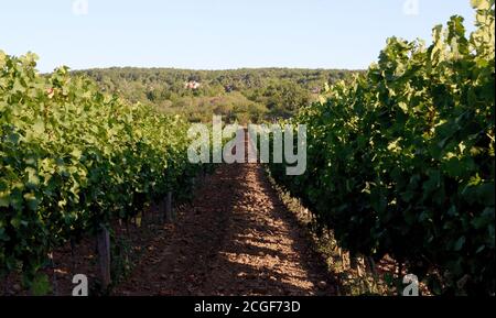 Balatonudvari, Ungarn. September 2020. Ein Blick auf die Weinberge während der Huszár Familie Weingut Weinlese, in den sanften Hügeln von Balatonudvari, Plattensee. Drei Generationen von Weinbauern produzieren Qualität rot und olaszrizling - Weißweine. Der Balaton ist eine der offiziell ausgewiesenen Weinregionen Ungarns. Kredit: SOPA Images Limited/Alamy Live Nachrichten Stockfoto