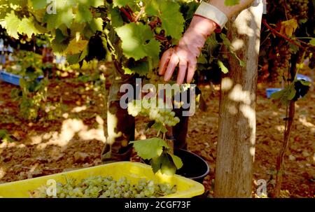 Balatonudvari, Ungarn. September 2020. Die Huszár Familie Weingut Weinlese, in den sanften Hügeln von Balatonudvari, Plattensee. Drei Generationen von Weinbauern produzieren Qualität rot und olaszrizling - Weißweine. Der Balaton ist eine der offiziell ausgewiesenen Weinregionen Ungarns. Kredit: SOPA Images Limited/Alamy Live Nachrichten Stockfoto