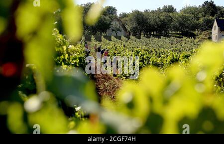 Balatonudvari, Ungarn. September 2020. Ein Blick auf die Weinberge während der Huszár Familie Weingut Weinlese, in den sanften Hügeln von Balatonudvari, Plattensee. Drei Generationen von Weinbauern produzieren Qualität rot und olaszrizling - Weißweine. Der Balaton ist eine der offiziell ausgewiesenen Weinregionen Ungarns. Kredit: SOPA Images Limited/Alamy Live Nachrichten Stockfoto