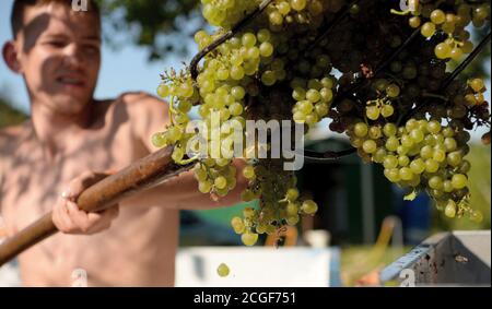 Balatonudvari, Ungarn. September 2020. Der ungarische Arbeiter Bulai Jansi, der während der Weinlese der Huszár-Familie in den sanften Hügeln von Balatonudvari am Plattensee arbeitete. Drei Generationen von Weinbauern produzieren Qualität rot und olaszrizling - Weißweine. Der Balaton ist eine der offiziell ausgewiesenen Weinregionen Ungarns. Kredit: SOPA Images Limited/Alamy Live Nachrichten Stockfoto