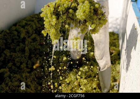 Balatonudvari, Ungarn. September 2020. Die Huszár Familie Weingut Weinlese, in den sanften Hügeln von Balatonudvari, Plattensee. Drei Generationen von Weinbauern produzieren Qualität rot und olaszrizling - Weißweine. Der Balaton ist eine der offiziell ausgewiesenen Weinregionen Ungarns. Kredit: SOPA Images Limited/Alamy Live Nachrichten Stockfoto