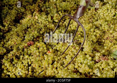 Balatonudvari, Ungarn. September 2020. Die Huszár Familie Weingut Weinlese, in den sanften Hügeln von Balatonudvari, Plattensee. Drei Generationen von Weinbauern produzieren Qualität rot und olaszrizling - Weißweine. Der Balaton ist eine der offiziell ausgewiesenen Weinregionen Ungarns. Kredit: SOPA Images Limited/Alamy Live Nachrichten Stockfoto