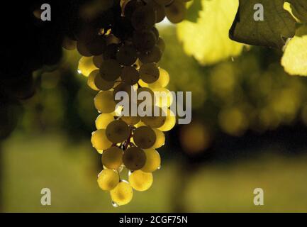 Balatonudvari, Ungarn. September 2020. Die Huszár Familie Weingut Weinlese, in den sanften Hügeln von Balatonudvari, Plattensee. Drei Generationen von Weinbauern produzieren Qualität rot und olaszrizling - Weißweine. Der Balaton ist eine der offiziell ausgewiesenen Weinregionen Ungarns. Kredit: SOPA Images Limited/Alamy Live Nachrichten Stockfoto