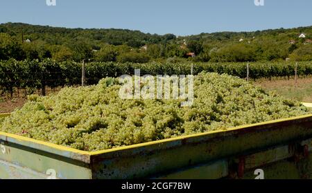 Balatonudvari, Ungarn. September 2020. Ein Behälter mit Trauben bei der Weinlese der Familie HuszÃr, in den sanften Hügeln von Balatonudvari, Plattensee. Drei Generationen von Weinbauern produzieren Qualität rot und olaszrizling - Weißweine. Der Balaton ist eine der offiziell ausgewiesenen Weinregionen Ungarns. Kredit: Paul Lakatos/SOPA Images/ZUMA Wire/Alamy Live Nachrichten Stockfoto