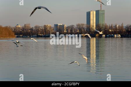 Vögel fliegen über der Donau in Belgrad Stockfoto