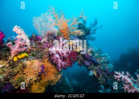 Viele bunte Weichkorallen bedecken das künstliche Fischriff vor dem Hintergrund des blauen Wassers. Stockfoto