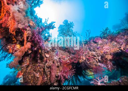 Viele bunte Weichkorallen bedecken das künstliche Fischriff (innen) vor dem Hintergrund des blauen Wassers. Stockfoto