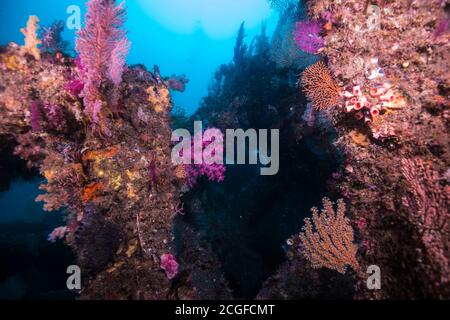 Viele bunte Weichkorallen bedecken das künstliche Fischriff vor dem Hintergrund des blauen Wassers. Stockfoto