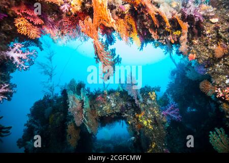 Viele bunte Weichkorallen bedecken das künstliche Fischriff (innen) vor dem Hintergrund des blauen Wassers. Stockfoto