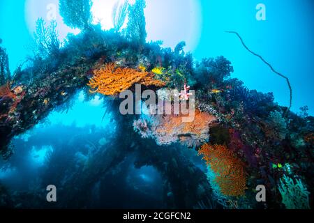 Viele bunte Weichkorallen bedecken das künstliche Fischriff vor dem Hintergrund des Sonnenlichts. Stockfoto