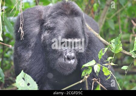 Der junge Silverback Mountain Gorilla (Gorilla beringei beringei), bekannt als Blackback, kommt aus den Wäldern des Bwindi Impenetrable NP, Uganda. Stockfoto