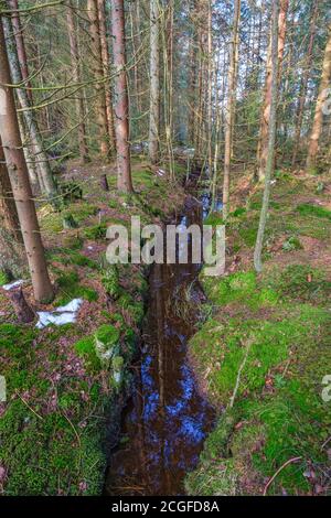 Drainage Graben in einem Wald Stockfoto