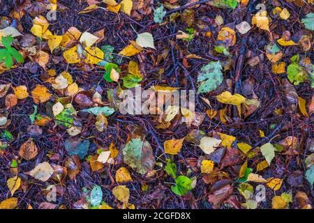 Herbstliches Laub auf dem Waldboden Stockfoto