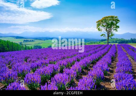 Purple Flower Field und Blue Sky Stockfoto