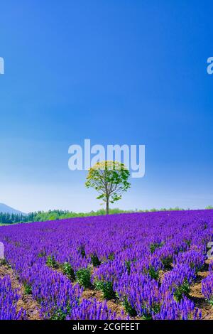 Purple Flower Field und Blue Sky Stockfoto