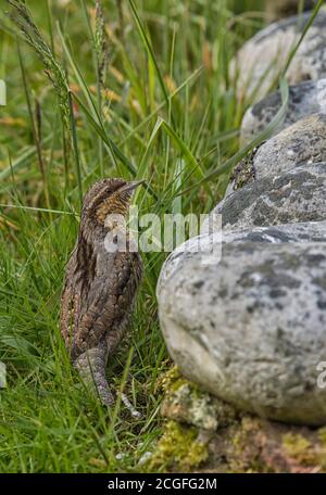 Eurasian Wryneck Jynx torquilla Nahrungssuche für Ameisen in einem Nord-Norfolk Küstengarten. Stockfoto