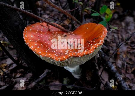 Eine große Fliege Agaric mit einem orangen Hut. Ein ungenießbarer Pilz wächst im Wald. Stockfoto