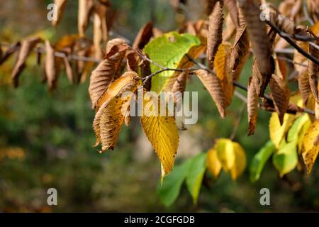 Herbstbaumblätter. Die vergilbende Ulme hinterlässt auf dem Ast. Stockfoto