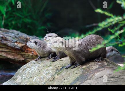 Drei kurzklatschige asiatische Otter, die auf Felsen ruhen und alle hereinschauen Die gleiche Richtung mit einem natürlichen Hintergrund Stockfoto