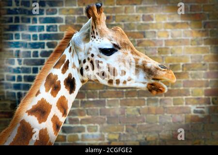 Rothschild Giraffe aus nächster Nähe in Gefangenschaft Stockfoto