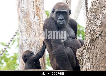 Niedlichen Säugling Gorilla ziehen bei Mama für Aufmerksamkeit. Die Mutter schaut direkt nach vorne und ruht sich auf einem Baum aus Stockfoto