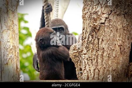 Zwei Western Lowland Gorillas, die an einem Seil daneben spielen Großer Baum im London Zoo Stockfoto