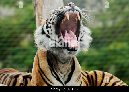 Nahaufnahme eines Sumatran Tiger Gähnen mit einem natürlichen Grüner Bokeh-Hintergrund Stockfoto