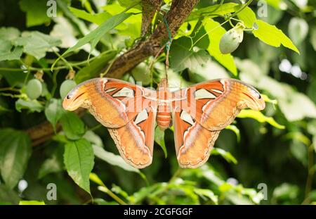 Große Atlasmote (Attacus Atlas), die in üppig grünem Wald ruht. Der Atlas Moth ist der größte der Welt und lebt nur für 1 Woche. Stockfoto