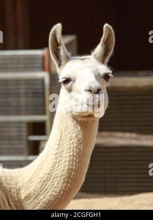 Captive White Alpaca Kopf direkt in die Kamera schauen Stockfoto