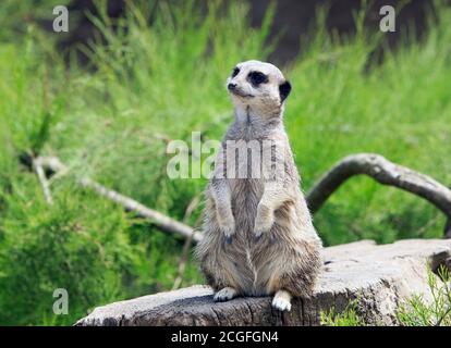 Isolierte Erdmännchen (Suricata suricatta) Stehen auf einem hölzernen Baumstamm halten Ausschau nach Raubtieren Stockfoto