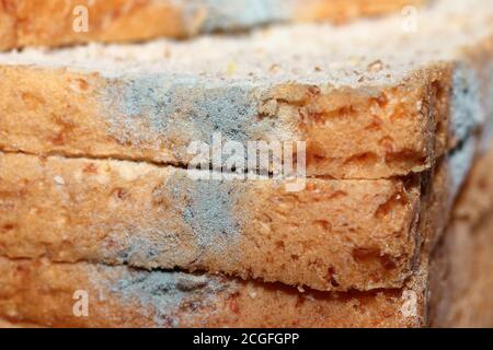 Pilzschimmel (Penicillium sp.) wächst auf vergehen Scheibe Vollkornbrot Stockfoto