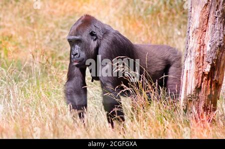 Weibliche Western Lowland Gorilla beim Spaziergang durch hohes Gras, neben einem toten Baumstamm im London Zoo, Großbritannien Stockfoto