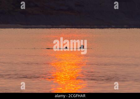 Lyme Regis, Dorset, Großbritannien. September 2020. Wetter in Großbritannien. Schwimmer mit einem frühen Morgenbad bei Lyme Regis in Dorset als die aufgehende Sonne reflektiert aus dem ruhigen Meer kurz nach Sonnenaufgang. Bild: Graham Hunt/Alamy Live News Stockfoto