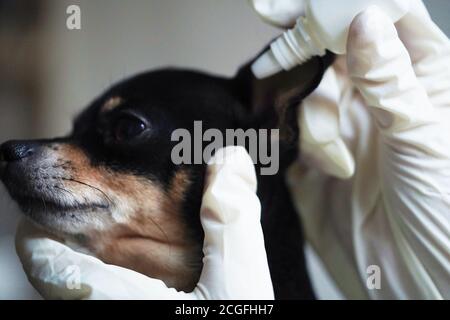 Nahaufnahme, Tierarzt in weißen medizinischen Handschuhen Tropfen Ohr auf die kleine schwarze Spielzeug Terrier Hund in der Klinik. Stockfoto