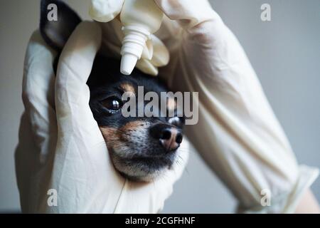 Nahaufnahme, Tierarzt in weißen medizinischen Handschuhen Tropfen Auge auf den kleinen schwarzen Spielzeug Terrier Hund in der Klinik. Stockfoto